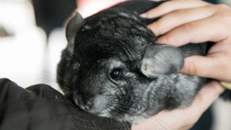 Chinchilas s&atilde;o atra&ccedil;&atilde;o na &aacute;rea de pequenos animais, na Expointer