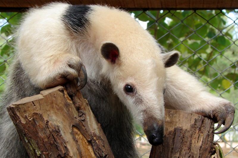 Fauna ameaçada de extinção!