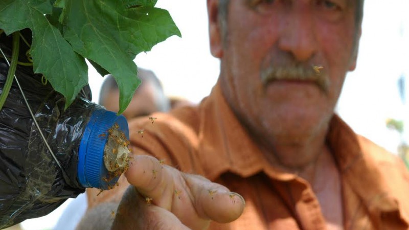 Seminário tratará de temas como a legalização da produção de mel de abelhas sem ferrão