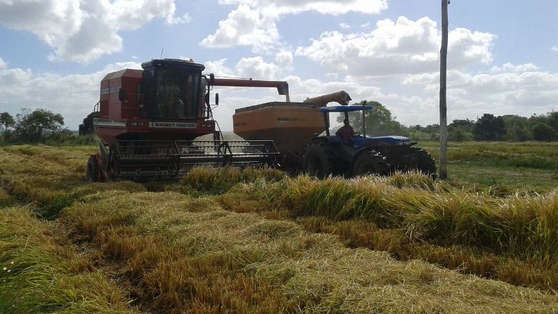 colheita de arroz