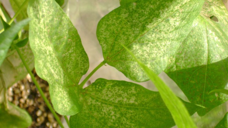Fepagro cultivo de feijão