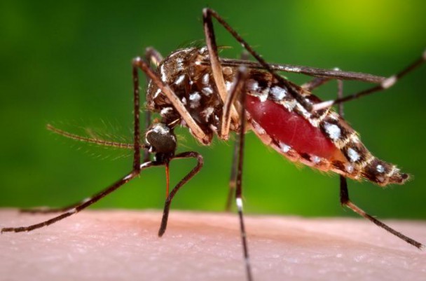 O Aedes aegypti é o agente transmissor da dengue, da chikungunya e do zika vírus