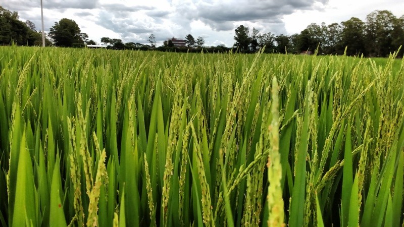 Desenvolvimento é considerado excelente pelos técnicos do Instituto Rio Grandense do Arroz