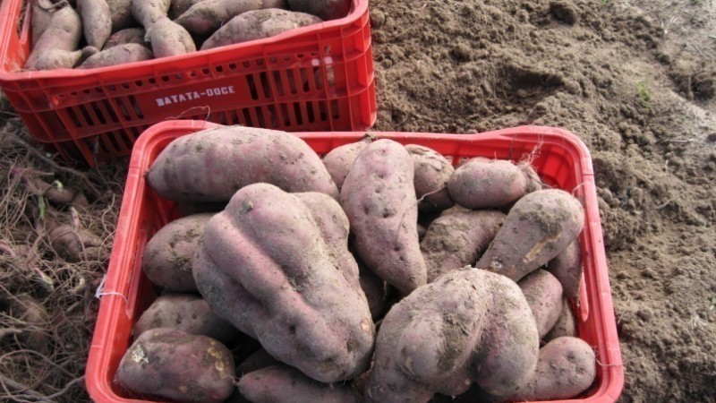 Fepagro e Embrapa lançam nova cultivar de batata-doce na Expoagro