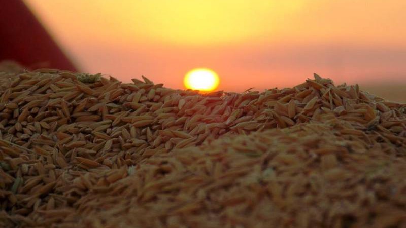 Lançada mais uma edição do concurso de fotos da Lavoura Arrozeira