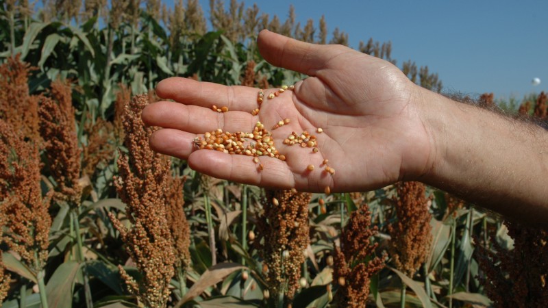 Estão abertas as inscrições de trabalhos para o Congresso Nacional do Milho e Sorgo
