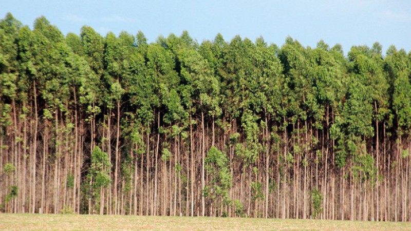 Leilão de floresta de eucalipto