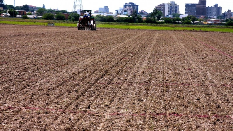 Faltam apenas 3% para o Rio Grande do Sul atingir a meta do plantio de arroz