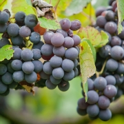Vale dos Vinhedos harmoniza tecnologias modernas para produção de uva e vinhos finos e infraestrutura turística de qualidade
