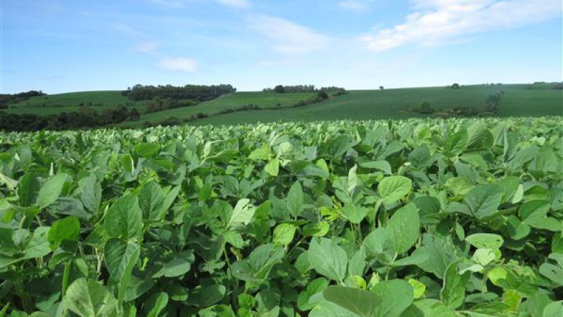 Clima favorece produção agrícola
