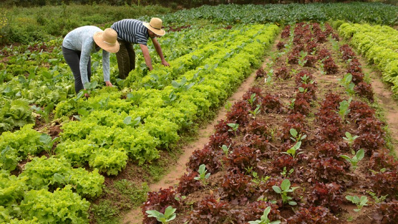 Seminário discute importância de produtos orgânicos na segurança alimentar