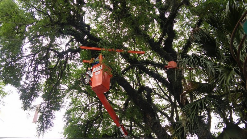 Investimento busca preservar rede elétrica e túneis verdes, conjuntos arbóreos que embelezam paisagem da capital