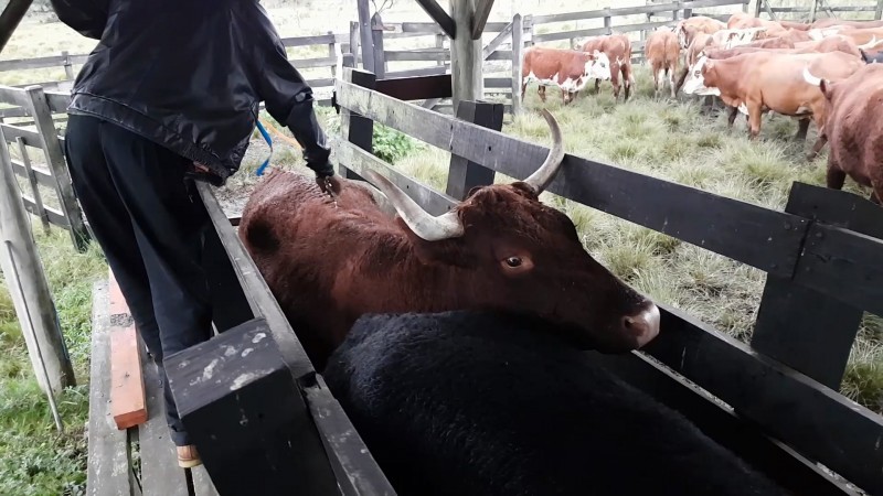 Doença causada por carrapato é responsável por perda de 100 mil animais por ano no RS