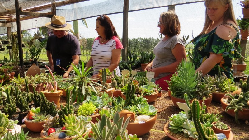 Entre as esp&eacute;cies cultivadas, h&aacute; brom&eacute;lias suculentas, orqu&iacute;deas, folhagens, cactos e plantas ornamentais                  
