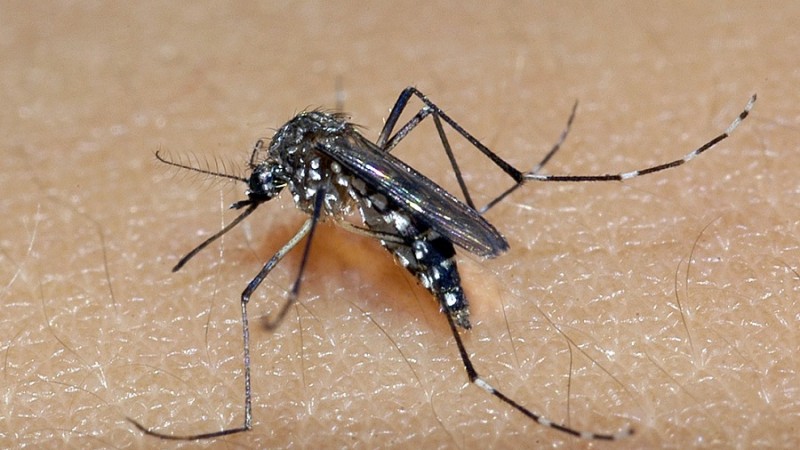 Inseto aeds aegypti popularmente conhecido como mosquito da Dengue. Vetor transmissor da doença.