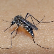 Mosquito Aedes aegypti é o transmissor da dengue, zika e chikungunya