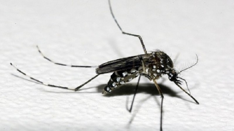 mosca02