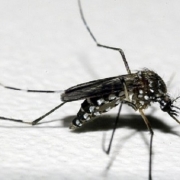 É importante fechar as caixas d'água, tonéis e latões para evitar a proliferação do mosquito