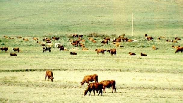 Gado campo