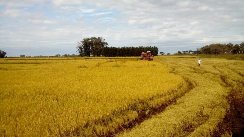 Arroz orgânico