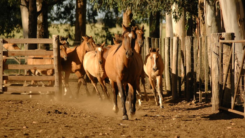 cavalos