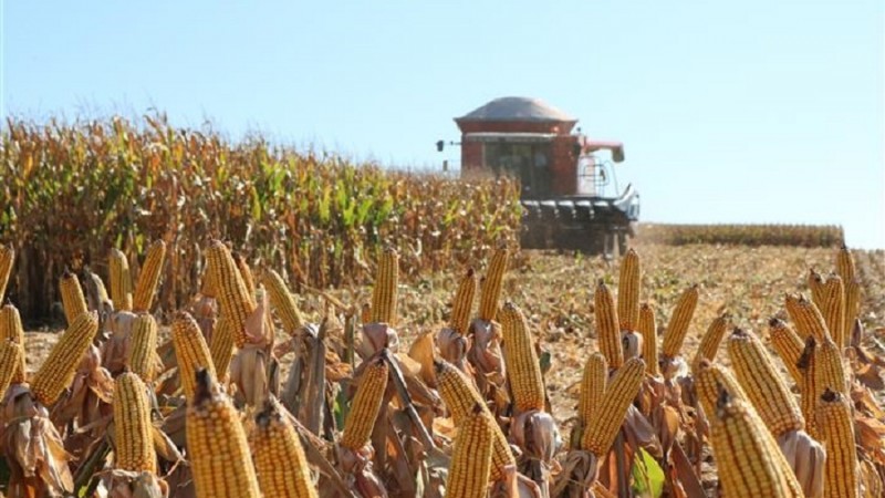 Milho colheita Santa Rosa