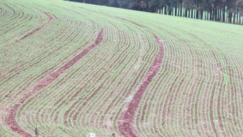 Trigo cultivo