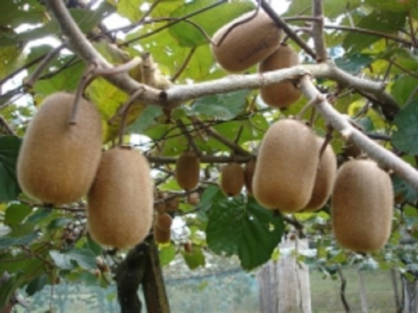 Kiwi Serra 07