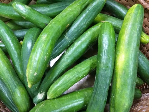 Pepino japonês