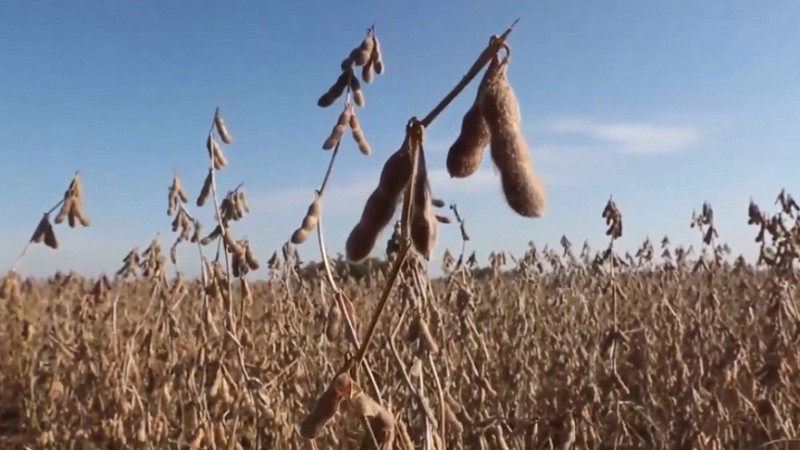 Soja Tupanciret&atilde;1