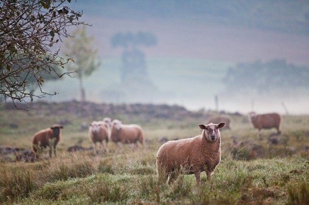 Ovinos campo