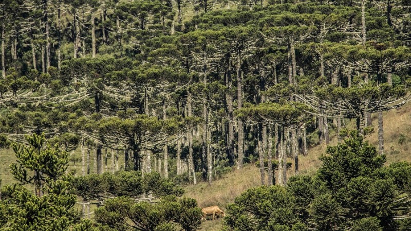 Araucárias São Francisco de Paula