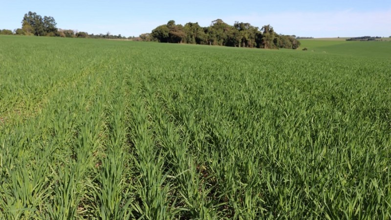 Trigo   Santa Rosa   Jose Schafer