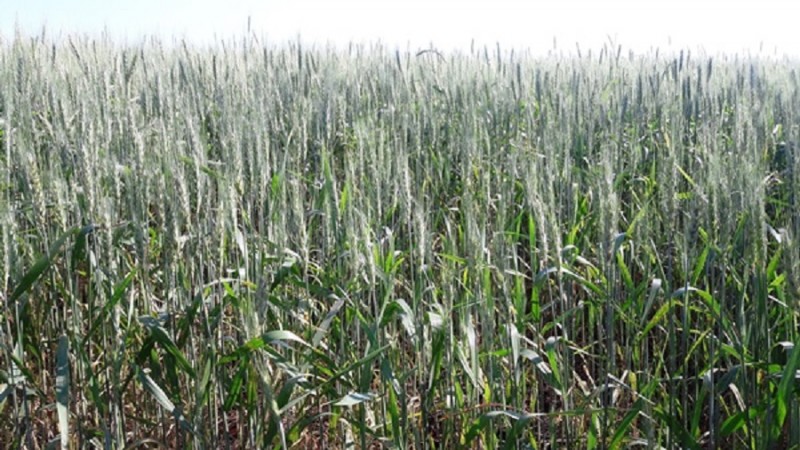trigo em flora&ccedil;&atilde;o emater