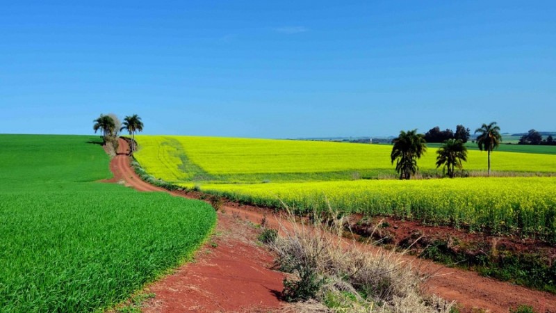 Canola Missões 1