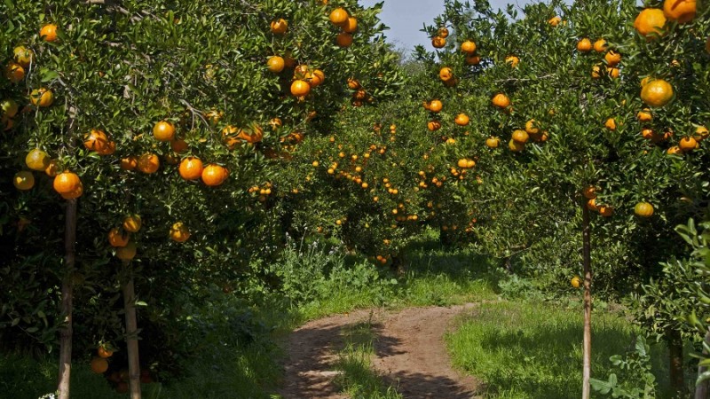 Bergamotas curso agricultura