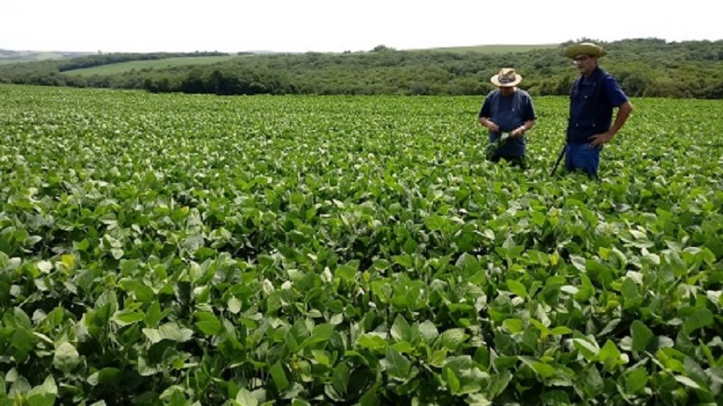 lavoura soja Encruzilhada do Sul   Emater Ascar