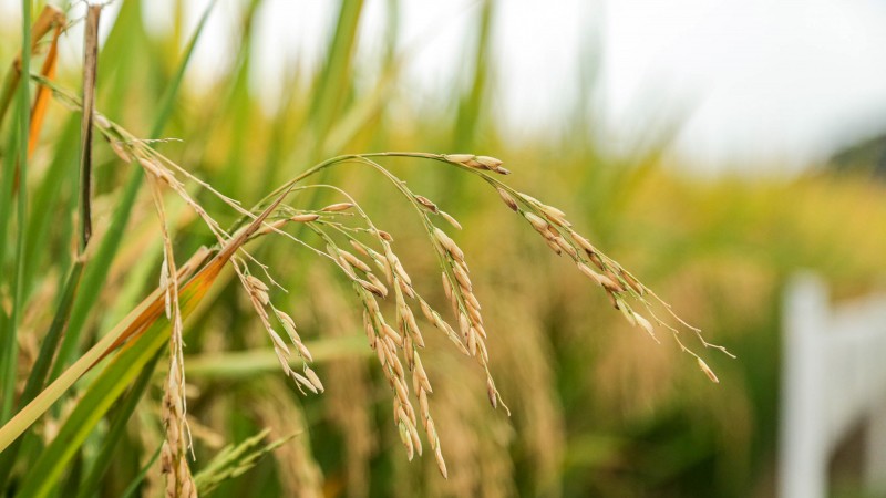 CAP&Atilde;O DO LE&Atilde;O, RS, BRASIL, 14/02/2020 - O governador Eduardo Leite anunciou que o Rio Grande do Sul ter&aacute; um Terminal Log&iacute;stico do Arroz (TLA) no porto do Rio Grande. A assinatura do lan&ccedil;amento do processo licitat&oacute;rio para a administra&ccedil;&atilde;o de uma &aacute;rea que p