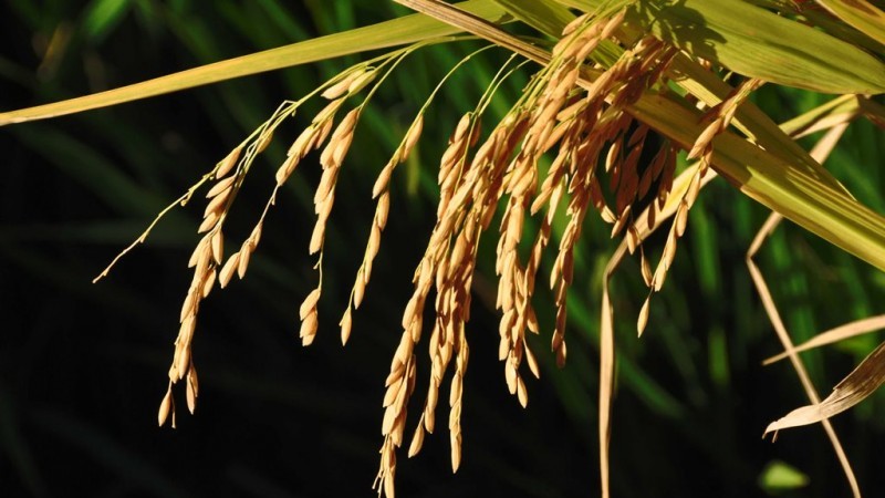 Lavoura arroz 22