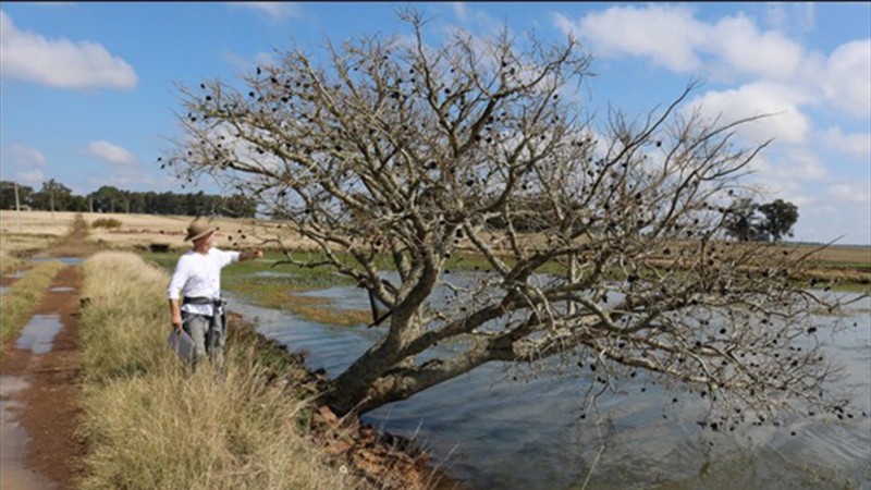 vistoria barragens II