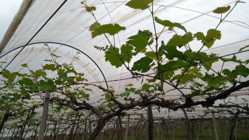 videira em cultivo protegido foto Daiane Lattuada