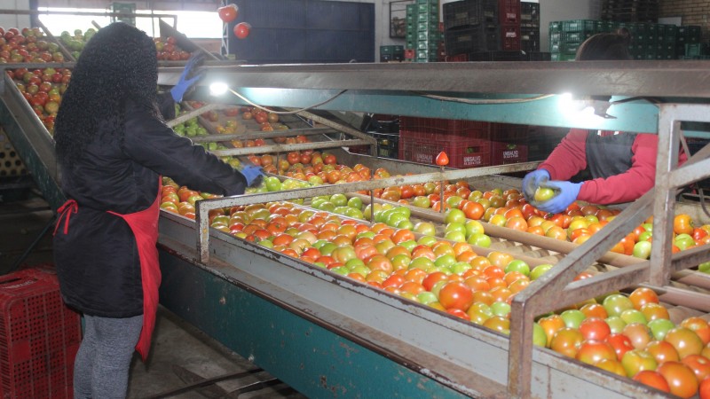Ceasa D'Agostini Lavagem de tomates