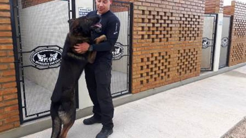 cães arroio dos ratos
