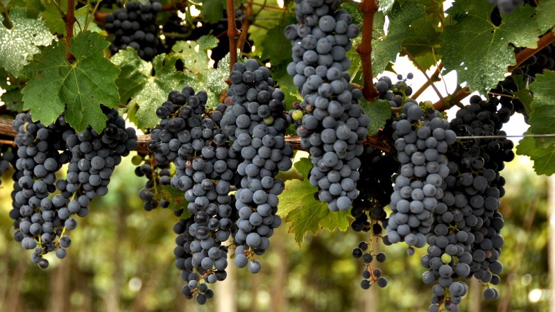 uvas pretas 01
