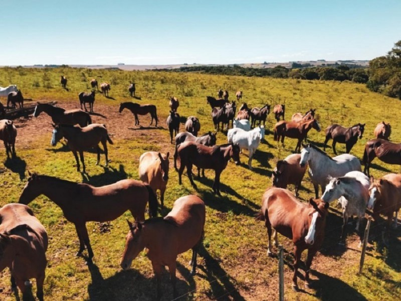 cavalos aposentados