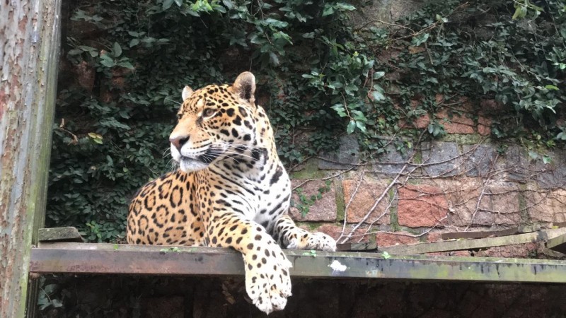 onça pintada Zoo Sapucaia