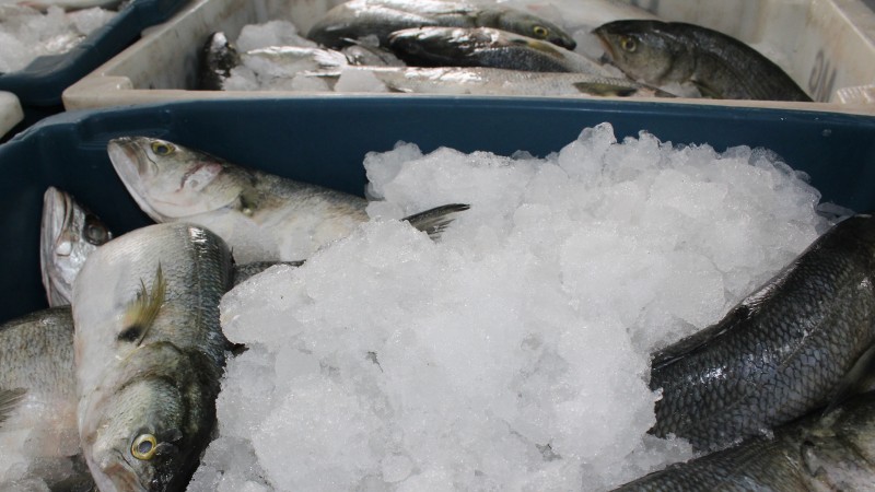 Peixes doação Ceasa1