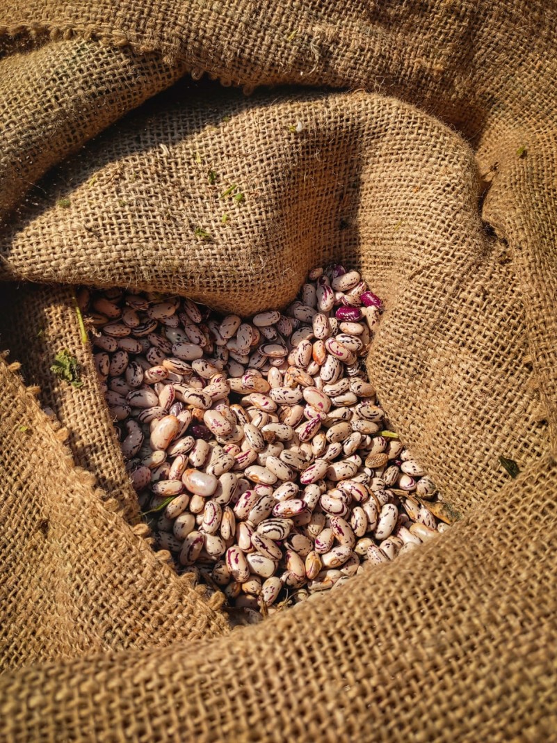nova cultivar feija?o