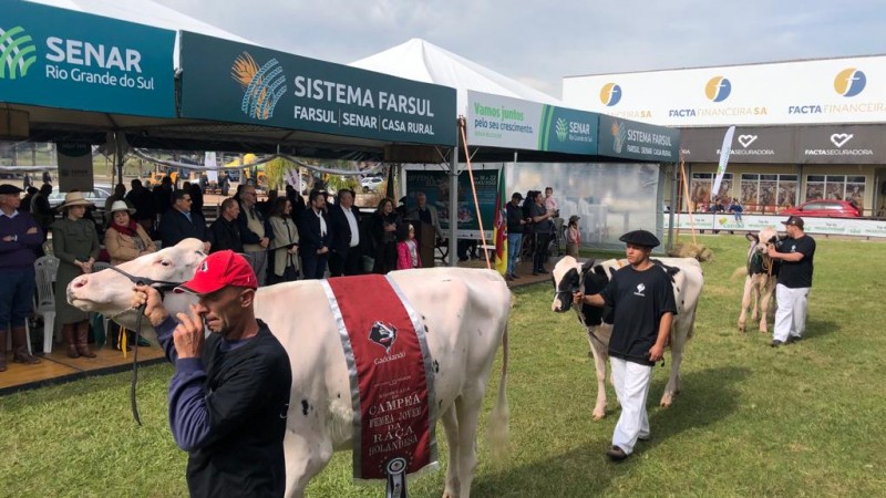 Fenasul desfile animais (4)
