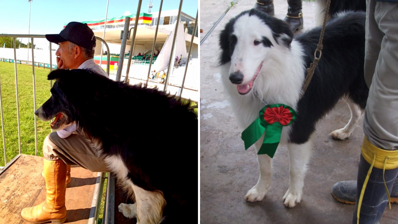 Cães na Expointer